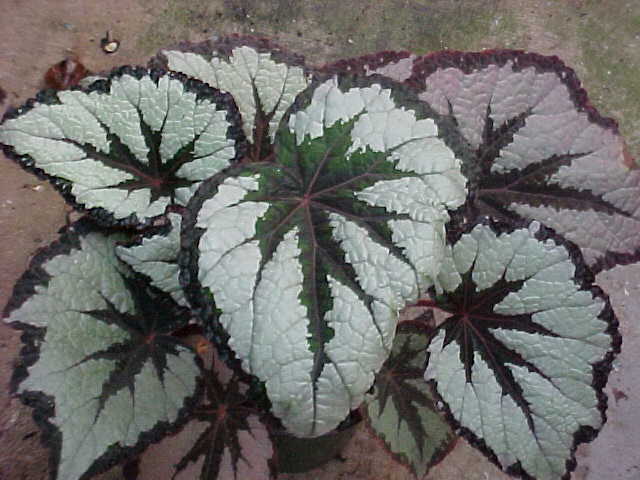 B. ‘Maltese Cross’